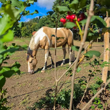 De Ook Op Met Je Paard Hébergement de vacances