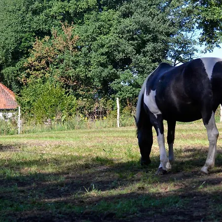 De Ook Op Met Je Paard Hébergement de vacances